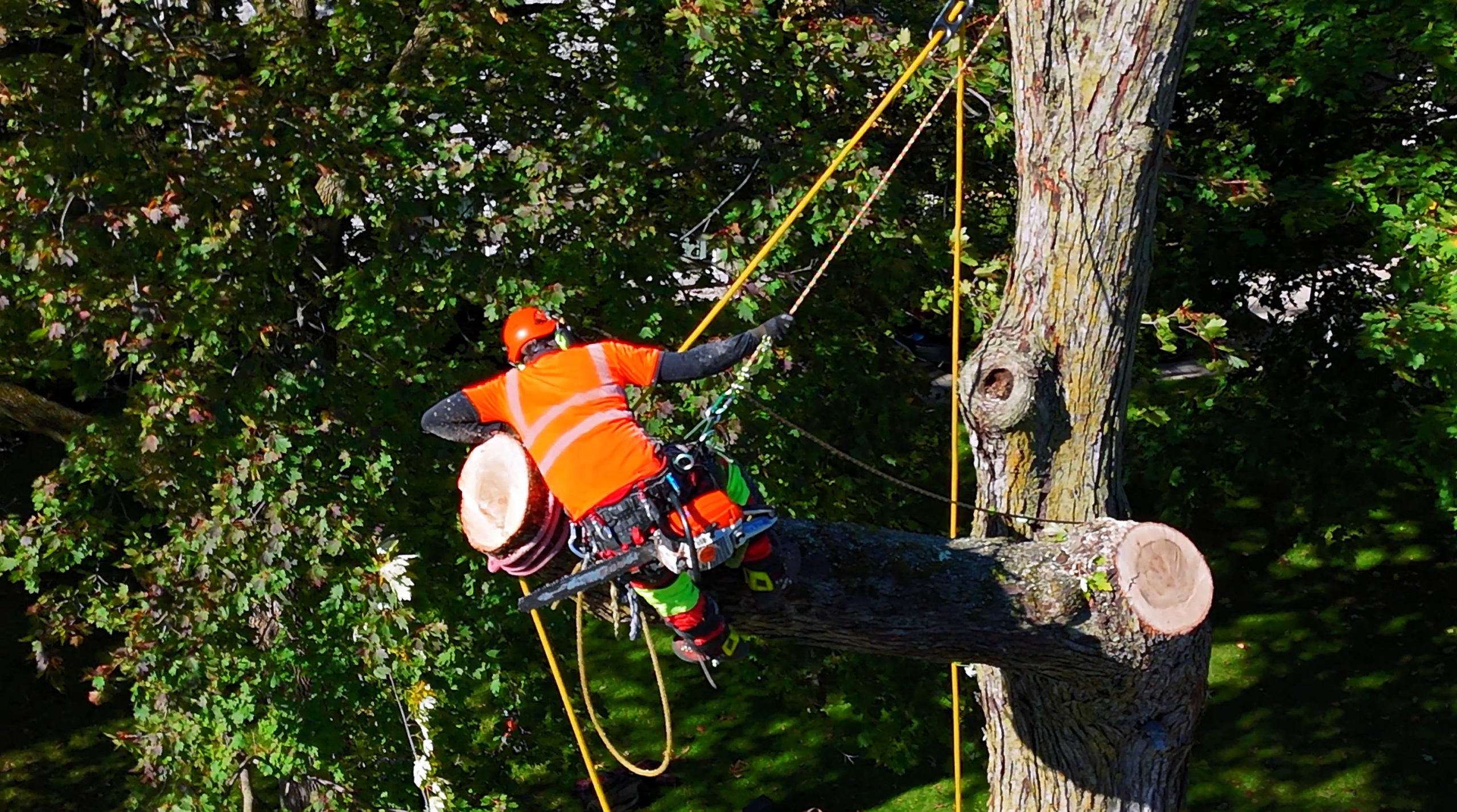 Tree services in the Montreal area