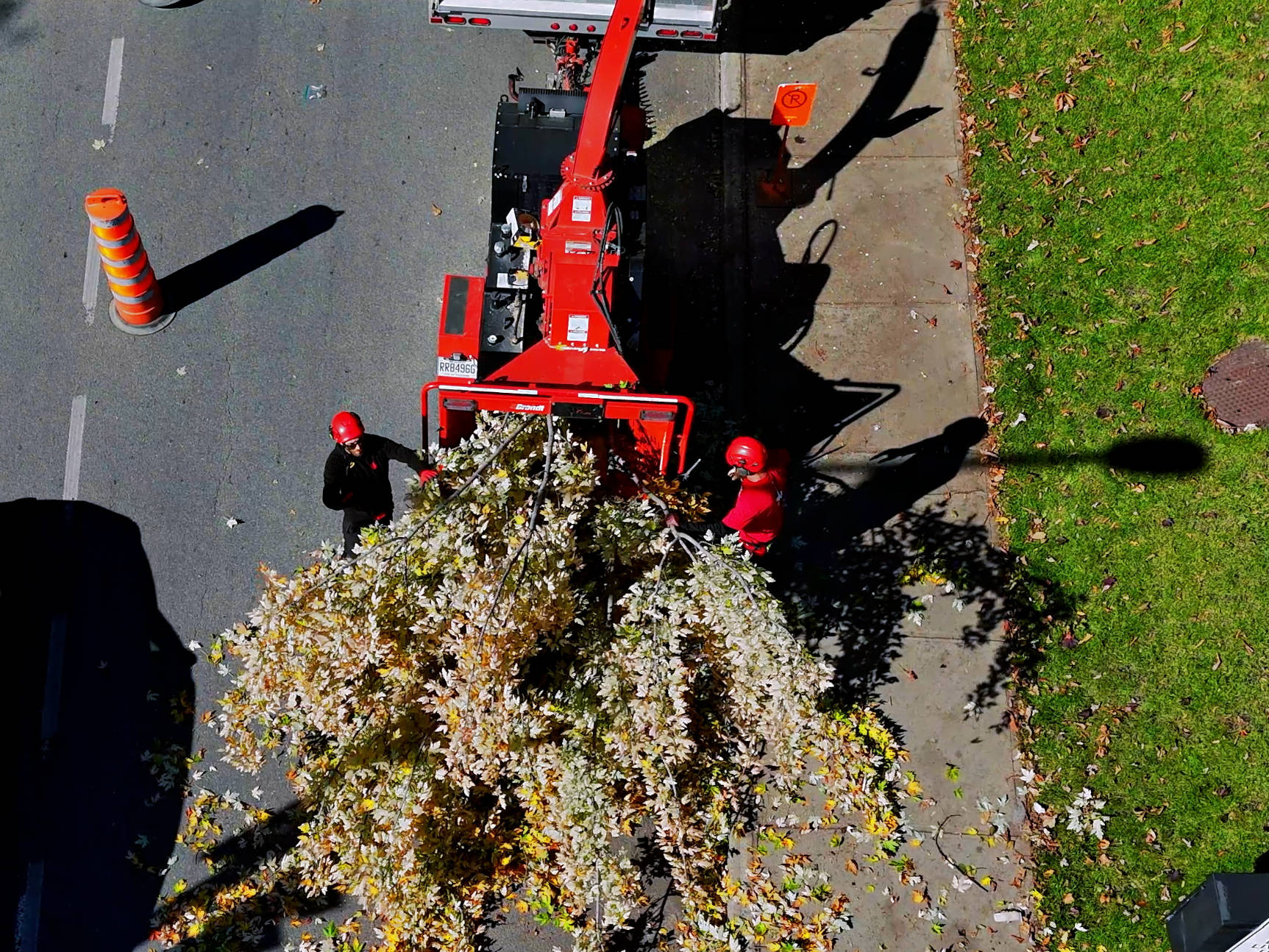 Pruning and trimming